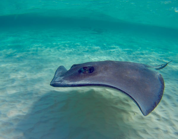 Grand Cayman