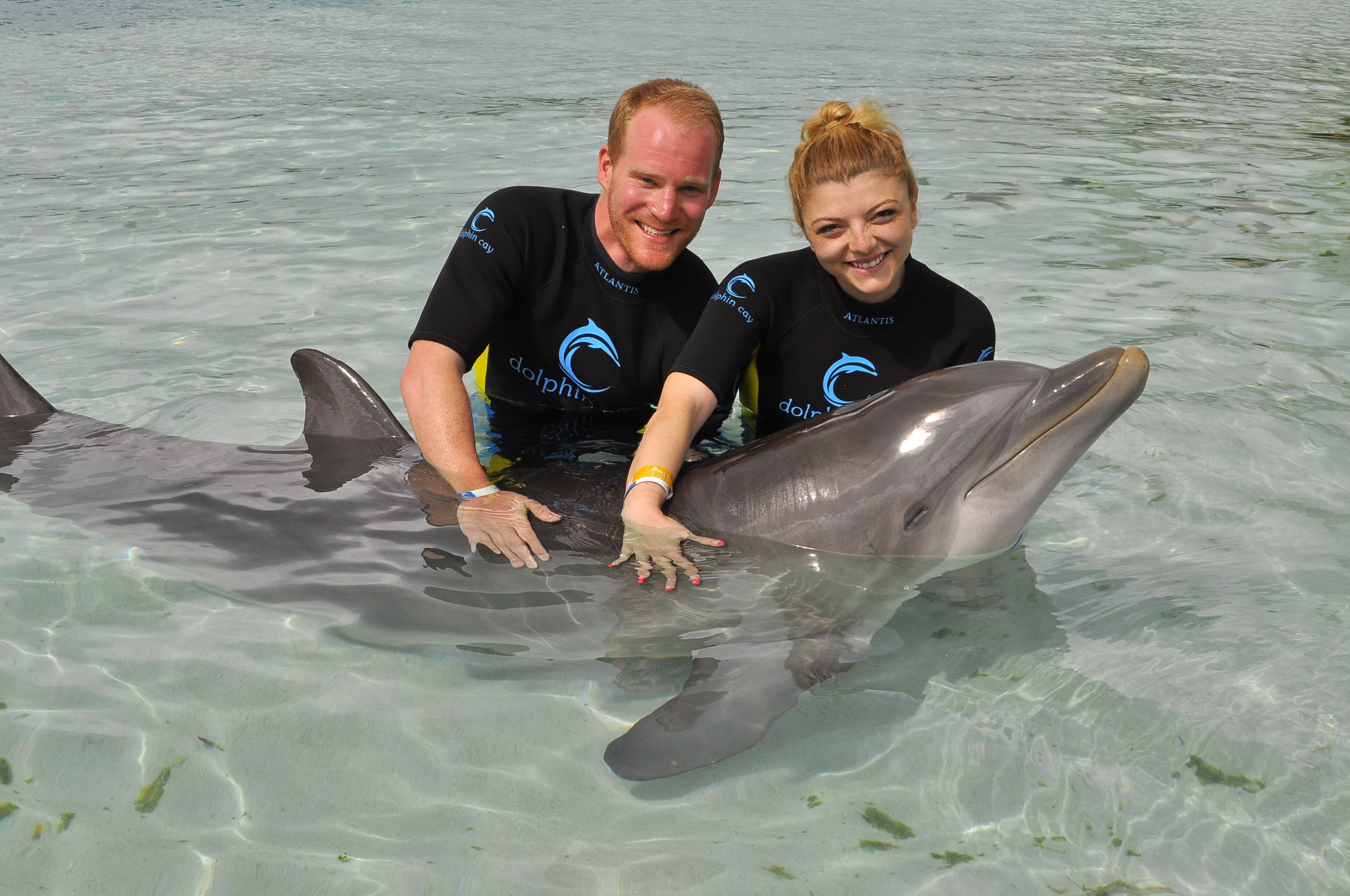 HubSpot Swim with the Dolphins